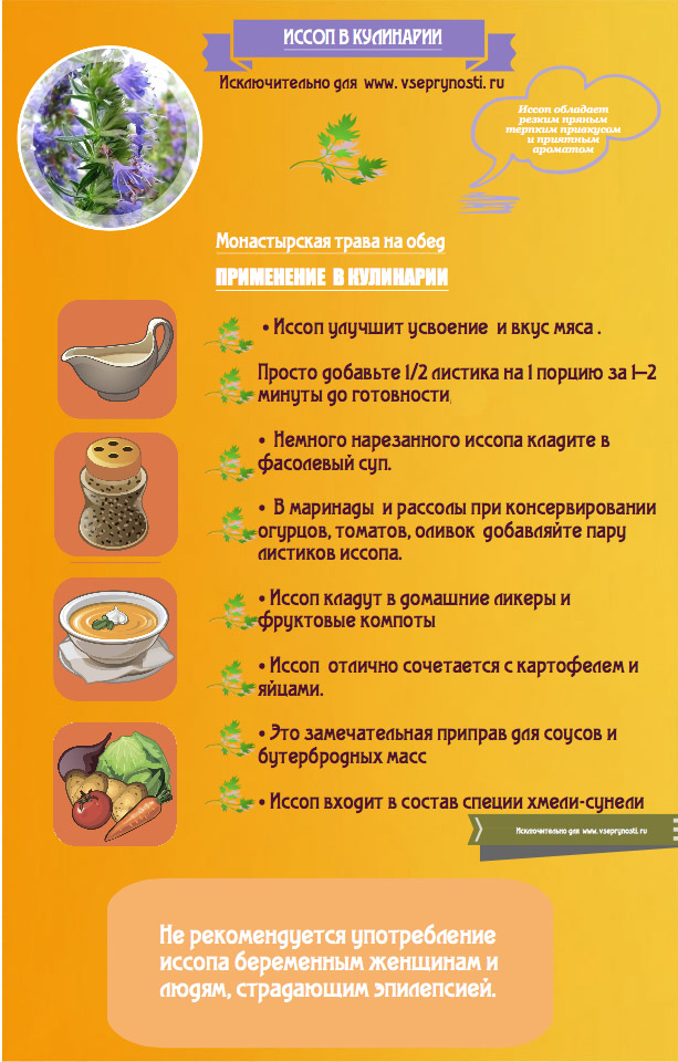 Иссоп в кулинарии - инфографика 